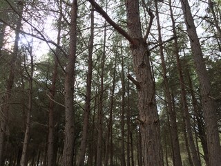 trees in the forest