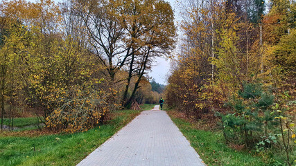 Fototapeta premium Autumn forest. All the colors of autumn leaves in the forest.