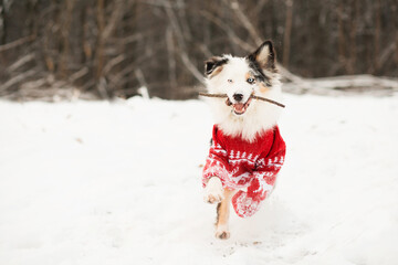 Australian shepherd in christmas sweater running in winter forest with stick.