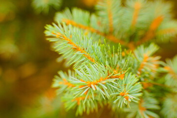 close up of pine needles, green leaves, 
