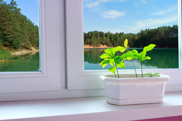 Oak plants grow in flower pot. Beautiful landscape with river seen from window