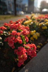 Beautiful Begonia flowers on a sunny day