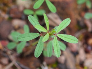 Rabbitfoot Clover (Trifolium arvense)