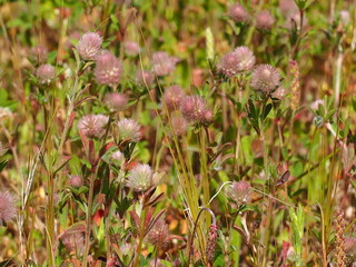 Rabbitfoot Clover (Trifolium arvense)