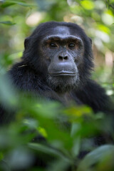 Portrait of wild african chimpanzee ape in tropical forest