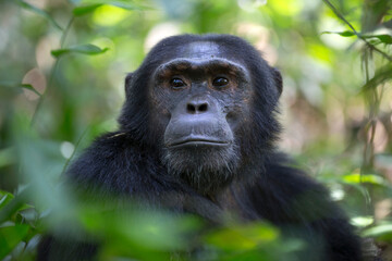 Portrait of wild african chimpanzee ape in tropical forest