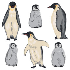 Emperor penguins set. Adult and chick. Collection of hand drawn vector animal illustration. Realistic colored drawing of wild birds isolated on white. Elements for design, print, card, decor, stickers