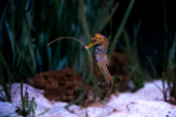 Seahorse or hippocampus (genus Hippocampus), marine fish belonging to the Syngnathidae family...
