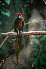 Macaw (Ara) of red, green, yellow and blue color perched on a branch looking at camera