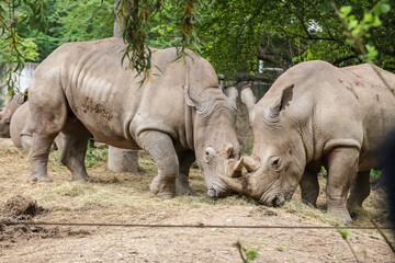 Obraz premium group of White Rhinoceros standing in the field
