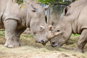 Fototapeta premium group of White Rhinoceros standing in the field