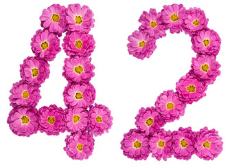 Arabic numeral 42, forty two, from flowers of chrysanthemum, isolated on white background