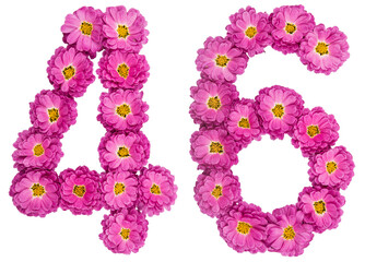 Arabic numeral 46, forty six, from flowers of chrysanthemum, isolated on white background