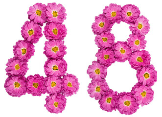 Arabic numeral 48, forty eight, from flowers of chrysanthemum, isolated on white background