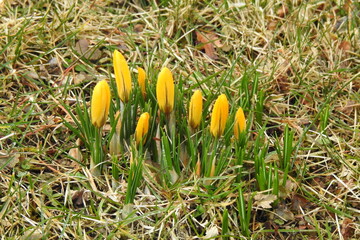 Krokusse, Blume, gelb, Frühling