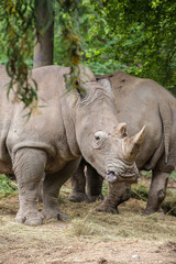 Naklejka premium group of White Rhinoceros standing in the field