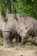 Foto op Plexiglas group of White Rhinoceros standing in the field © Chaksin
