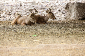 The deers lying on the field