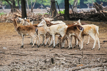 Naklejka na ściany i meble group of deers lying on the field