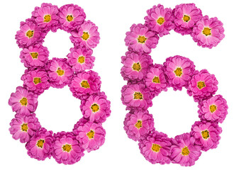 Arabic numeral 86, eighty six, from flowers of chrysanthemum, isolated on white background