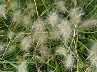 Feathertop Grass (Pennisetum villosum)