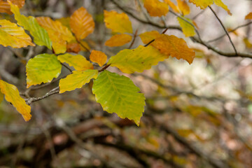 Beech tree autumn leaves