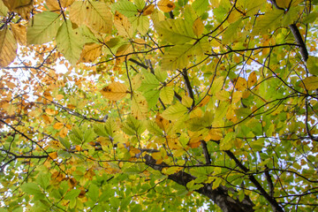 Beech tree foliage