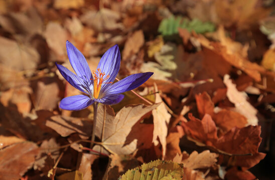 Crocus speciosus blooms on a sunny day in the autumn forest