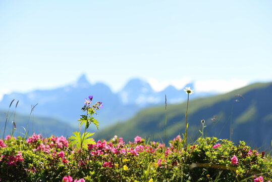 Berge und Blumen. Gebirgswelt floral