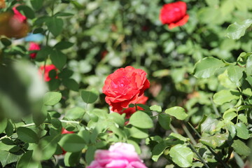 beautiful red rose, flower, nature, garden, beautiful, plant, blossom, green, flora, beauty, bloom, love, petal