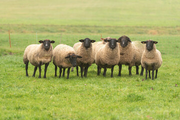 a cute group of sheep on a pasture stand next to each other and look into the camera