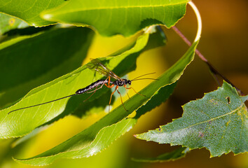 A parasitic wasp with a very long laying stinger sits on the green leaf