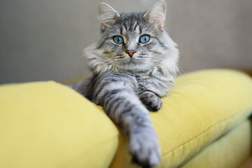 Cute fluffy cat lies on sofa. Tabby lovely kitten with blue eyes and long gray hair. © KDdesignphoto