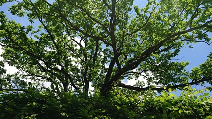 green leaves and sky