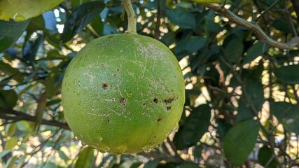 Dew drops on Fruit with tree