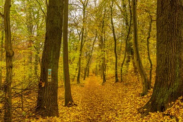 Straight hiking trail through the autumn beech forest.