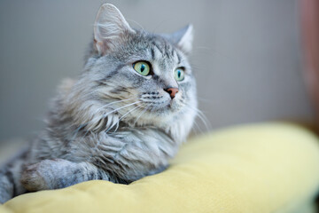 Cute fluffy cat lies on sofa. Tabby lovely kitten with green eyes and long gray hair.