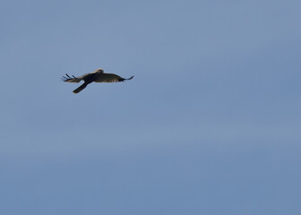 hawk hunter flying across the blue sky