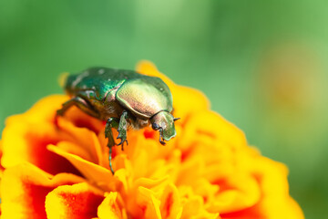 Jacket of roses or green roses (Cetonia aurata)