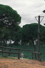 Dog holding a stick in a forest