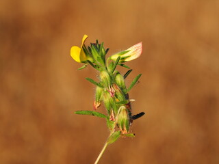 Wildflower (Ononis cintrana)