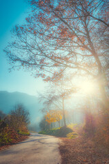 Foggy morning in the autumn forest.