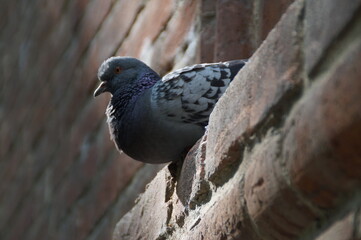 a pigeon rests on the window of a brick medieval castle