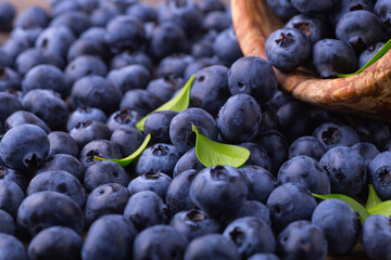 Fresh blueberry background. Blueberry Texture Close Blueberry Antioxidant Organic Superpeed Bowl Concept Healthy Nutrition