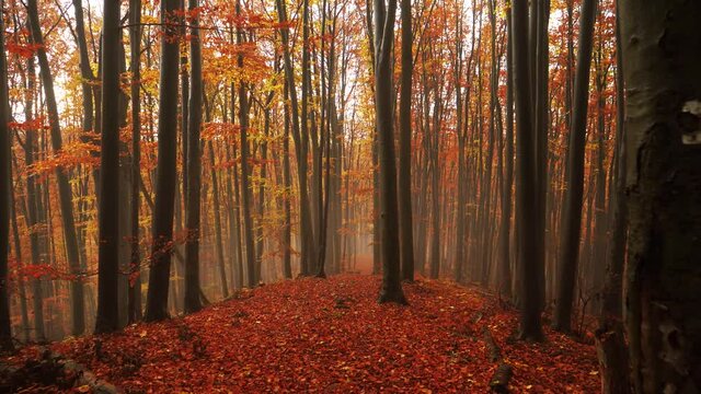 View of a magical autumn in the forest