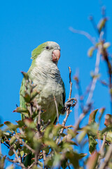 Monk Parakeet (Myiopsitta monachus) in park, Buenos Aires, Argentina