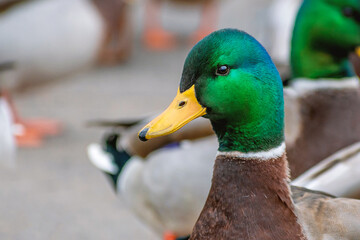Detail portrait of male mallard duck enjoying a sunny day	