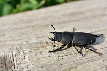 Spondylis buprestoides in a fighting stance, presenting mandibles