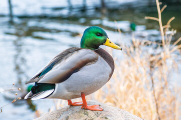 Detail portrait of male mallard duck enjoying a sunny day	