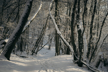 snowy road in forest, winter scenery
